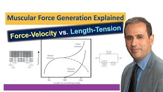 Muscular Force Generation  ForceVelocity relationship  LengthTension Relationship  BME310 [upl. by Nolahp620]