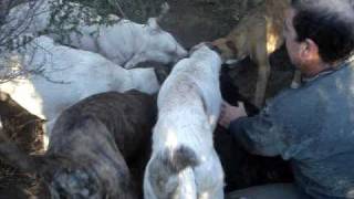 caza de jabali con perros en luan toro [upl. by Salangi221]