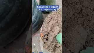 Kalanchoe plant reporting kaise kade gardening natural planttrending videoyt shortviral [upl. by Kamilah]