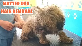 Matted Dog Hair removal Just Like a turtle shell at her back full shavedown [upl. by Lottie]