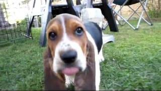 Basset Hound Puppies in HD  8 weeks old [upl. by Lindsay568]