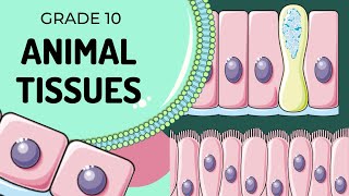 Animal Tissues [upl. by Jacqueline]