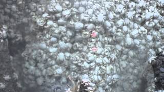 Yeti Crabs from Hydrothermal Vents in Southern Ocean 1 [upl. by Norihs]