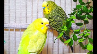 35 Hr Budgies Chirping Parakeets Sounds Reduce Stress  Relax to Nature Bird Sounds [upl. by Mina197]