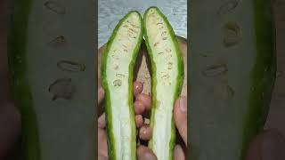 amazingsounds SLICING BITTER GOURD bittermelon ampalaya slicing satisfying veggie viralvideo [upl. by Aicyle]