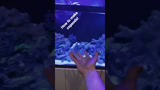 How to get Copepods everywhere fish fishtank aquarium saltwater copepods tutorial [upl. by Nohsram216]