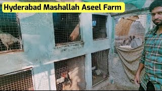 Hyderabad Mashallah Aseel Farm [upl. by Deedahs]