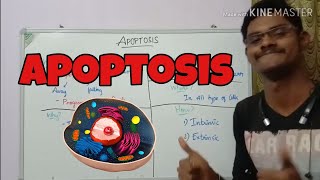 Apoptosis  End of cell  Programmed Cell Death  ThiNK BIOLOGY  tnkumaresan  ThiNK VISION [upl. by Sunshine]