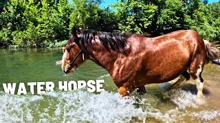 Clydesdale Stallion Is “HOT”  LETS GO SWIMMING [upl. by Raeann599]