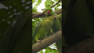 Tiya Pakhir Dak 🦜 । Parakeet Sound wildindiamit [upl. by Ecilahs]