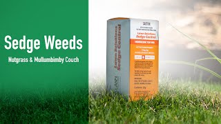 Treating Sedge Weeds  Nutgrass amp Mullumbimby Couch [upl. by Avilla]