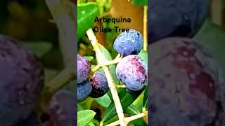 Growing Arbequina Olive zone9 gardening olivetree youtubeshorts [upl. by Anna853]