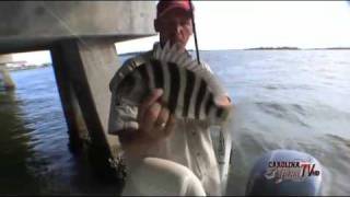 Carolina Fishing TV Swansboro Sheepshead Part II [upl. by Kitchen]