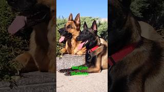 Choose One German Shepherd or Belgian Malinois [upl. by Nonnad]