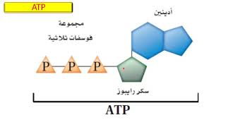 أحياء 2 ثانوى  الفرق بين ATP و ADP [upl. by Bamford]