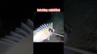 Rabbitfishnigthspearfishing fishing subscribe shortsvideo [upl. by Titania]