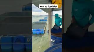 How farmed fish are fed 🐟🐟 [upl. by Enalda]