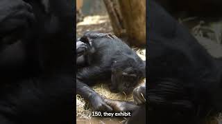 Amazing Chimpanzee Intelligence Problem Solving and Tool Use shorts [upl. by Kcid]