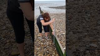 GCSE Geography fieldwork techniques Groyne profile [upl. by Rovert]