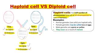 Difference between Haploid cells and diploid cells [upl. by Salhcin322]