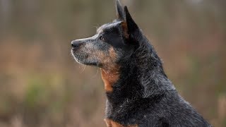 Unleashing the Potential of Australian Cattle Dogs at the Agility Championships [upl. by Aseeram]