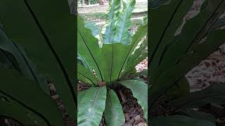 Asplenium Nidus  Birds Nest Fern [upl. by Ykcim]