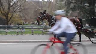 Standardbreds Are NOT Built For This  nyc horse endcarriagehorseabuse [upl. by Llenreb]