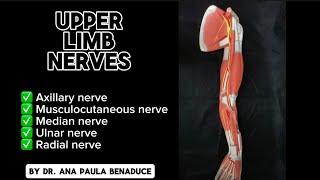 Dr Benaduce Upper Limb Nerves [upl. by Geanine]