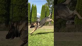 Iscos extreme agility germanshepherd traineddogs workingdog [upl. by Morel]