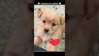 நாய்கள் எதனால நம்ம நடுவிரலை பாத்து கோபமாகுது  Dog Angry Middle Finger  Animal Voiceover Tamil [upl. by Kcirret]