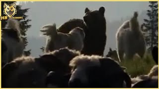 Livestock Guardian Dog Protected livestock against Bear Episode 3 [upl. by Anilatac]