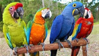 8 Most Beautiful Macaws on Planet Earth [upl. by Eerased]