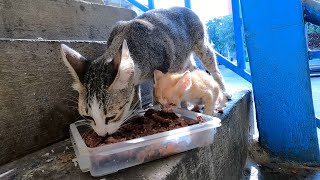 Tiny kitten stay with mother he is so cute and hungry [upl. by Nahtanaj736]