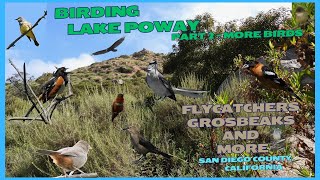 Birding Lake Poway Part 2  Even More Birds [upl. by Milore]