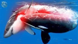 ORCA ─ Superpredator Whale and Shark Killer [upl. by Gatian]