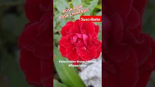 ROSA ROJA ROSA CHINENSIS shortvideo rosachinensis flowerlover [upl. by Ahsirtap]