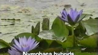 fragrant water lily Nymphaea odorata [upl. by Airdnaid]