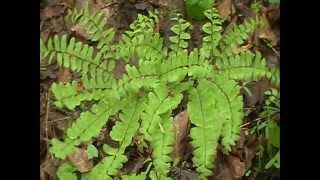 Maidenhair Fern Adiantum pedatum [upl. by Chalmers949]