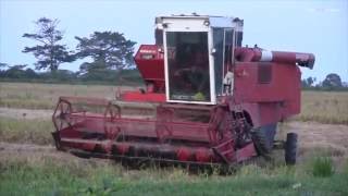 Guyana Combine Rice Harvesting at Ruimzeight W C D HD [upl. by Aerbma]