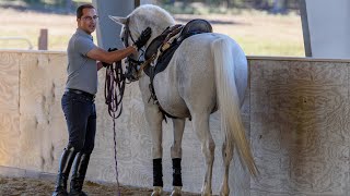 Step ONE quotTeaching Your Horse Piaffe in Handquot  Horse Training Tips with Deanna Corby Dressage [upl. by Jeminah]