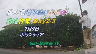 【ボランティア】個人宅道路沿い生垣の刈込作業 Day23 240709 サーフモンキーTV [upl. by Indira]