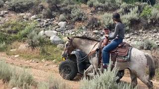 Geronimo  9yr old Gelding  Mtn amp Trails  Consigned to the August Billings Livestock Horse Sale [upl. by Naitirb]