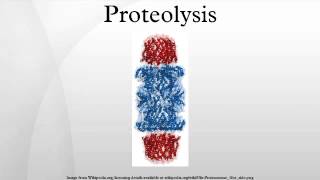 Proteolysis [upl. by Woodruff]