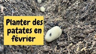 PLANTER DES PATATES EN FÉVRIER [upl. by Yeldnarb]