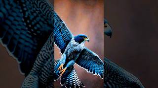 quot Peregrine falcon speed Demonquot shorts peregrinefalcon animalfacts [upl. by Elreath361]