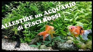 Allestimento acquario pesci rossi oranda Dalle piante al fondo i consigli per avvio e gestione [upl. by Attirb]