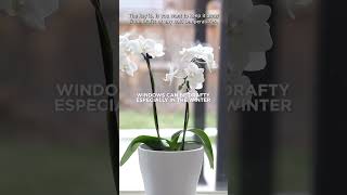 Where To Put An Orchid In Your Home  FRANKIE FLOWERS [upl. by Yellhsa]