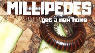 GIANT MILLIPEDES GET A NEW HOUSE Bioactive Cummunal millipede setip [upl. by Leeann652]