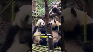 Pandas 101 Facts You Didnt Knowshorts animals [upl. by Ettenaej167]