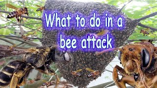 What to do in a bee attack bee attack to people honey bee attack human honey bee attack treatment [upl. by Bui]